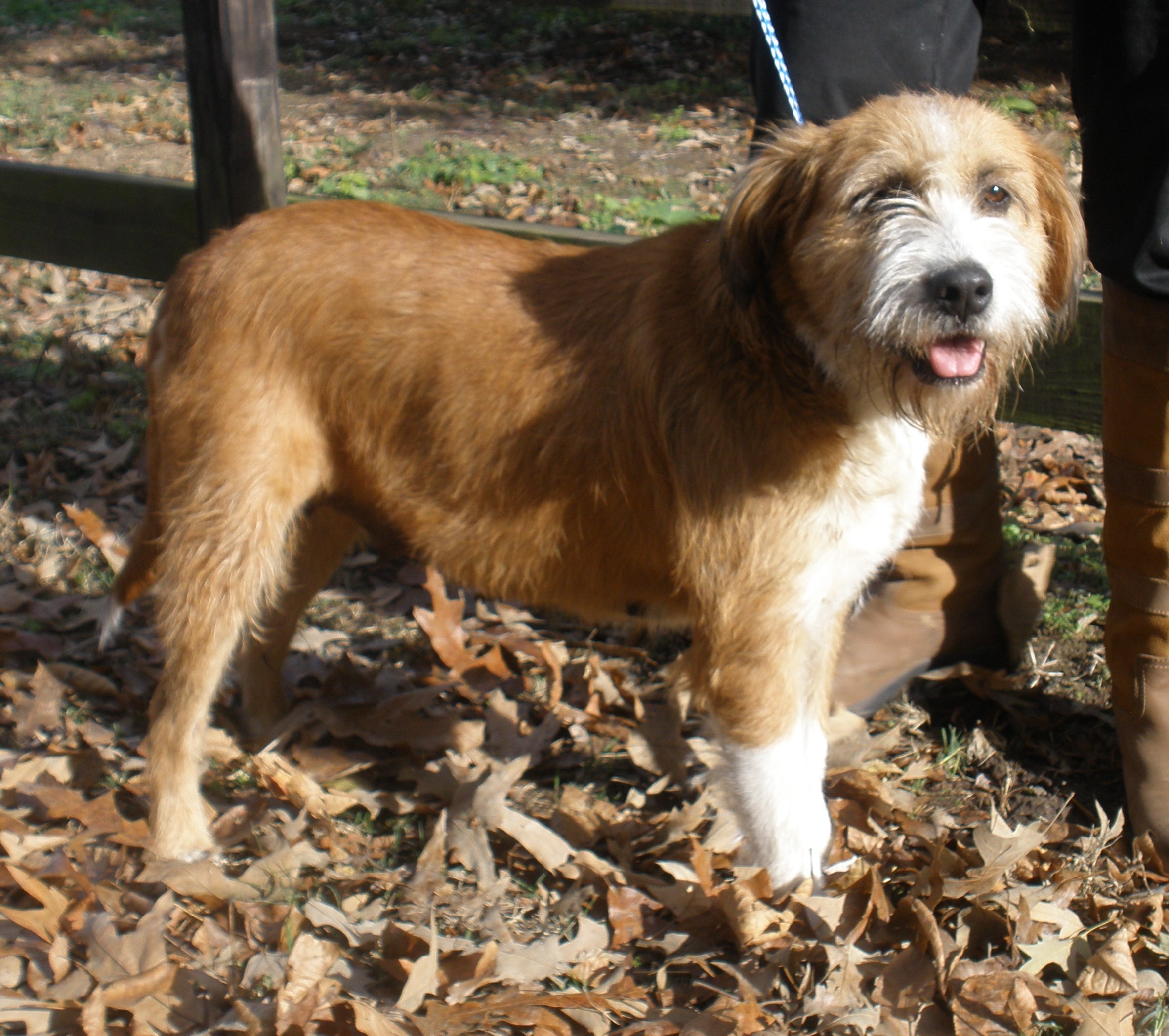 Chicago Il Golden Retriever Meet Bella A Pet For Adoption