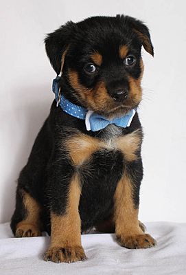 Baton Rouge LA Fox Terrier Wirehaired Rottweiler. Meet