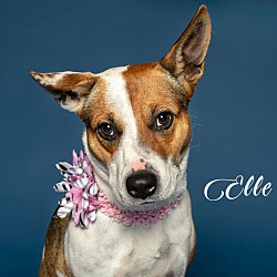 Thumbnail photo of Elle #1