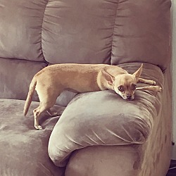 Puppies For Sale In West Melbourne Florida Adoptapet Com