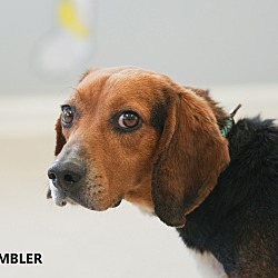 Photo of Rambler