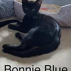 Thumbnail photo of Bonnie Blue #1