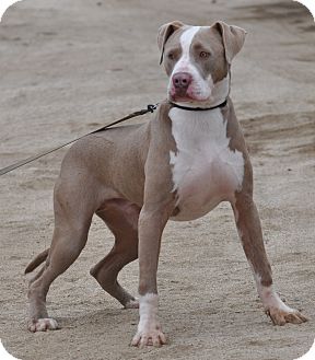 Weimaraner Boston Terrier Mix