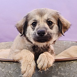 Photo of Su-Paw-Star Pups - Bark Wahlberg