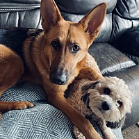 adopt a pet
