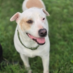 Photo of Meredith JuM, adoptable American Pit Bull Terrier Mixed Breed (Medium) in Rosemont, Illinois