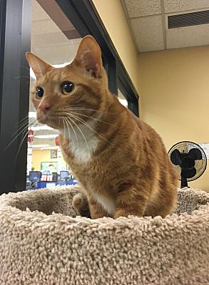 Kennesaw Ga Domestic Shorthair Meet Fish A Pet For Adoption