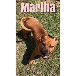 Puppies For Sale In Dallas Oregon Adoptapet Com