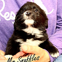 Thumbnail photo of Mr. Snuffles~adopted! #2