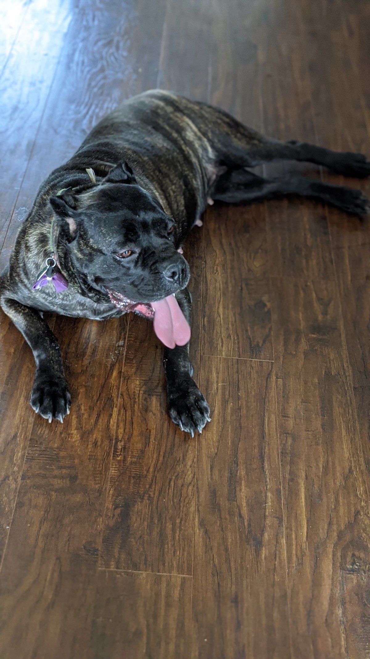 Adopt Bella a Brindle Cane Corso / Mixed dog in Stafford