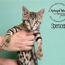 Thumbnail photo of Spencer #1