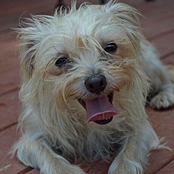 Norfolk terrier shih tzu mix sales