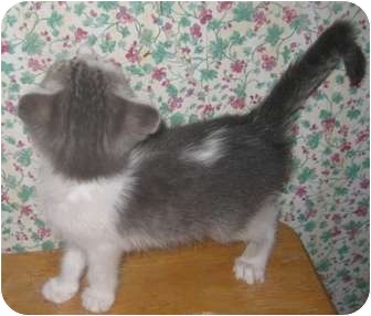 Dallas Tx Russian Blue Meet Miss Blue Jeans A Pet For Adoption