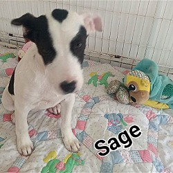 Photo of S Litter Sage