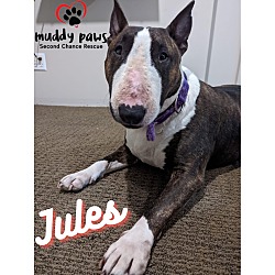 Thumbnail photo of Jules #2