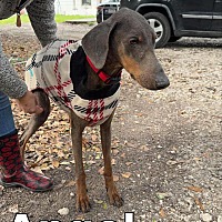 adopt a pet