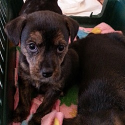 Thumbnail photo of Clark*ADOPTED!* #3