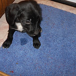 Thumbnail photo of Wilkes #1 Black Puppy Adopted! #2