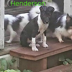 Thumbnail photo of Henderson #3
