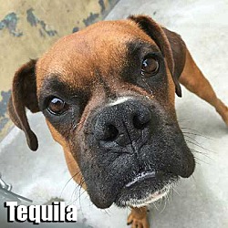Thumbnail photo of Tequila #1