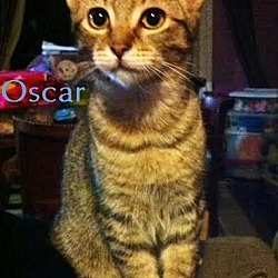 Thumbnail photo of Oscar - Cutie! #2