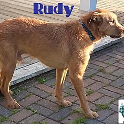 Thumbnail photo of Rudy - Handsome Boy! #2
