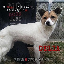 Photo of Delia 7343