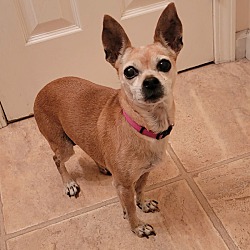 Photo of Gertrude - Needs a new Foster!
