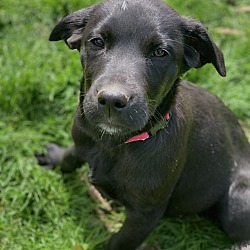 Thumbnail photo of Carli~adopted! #1
