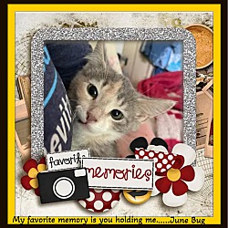 Thumbnail photo of June Buy & Toby Lap Kittens! #2