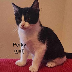 Thumbnail photo of Perky #3