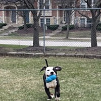 adopt a pet