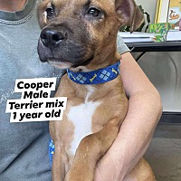 adopt a pet