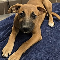 adopt a pet