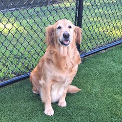 Photo of Lemon Drop 5157, adoptable Golden Retriever in Loxahatchee, Florida