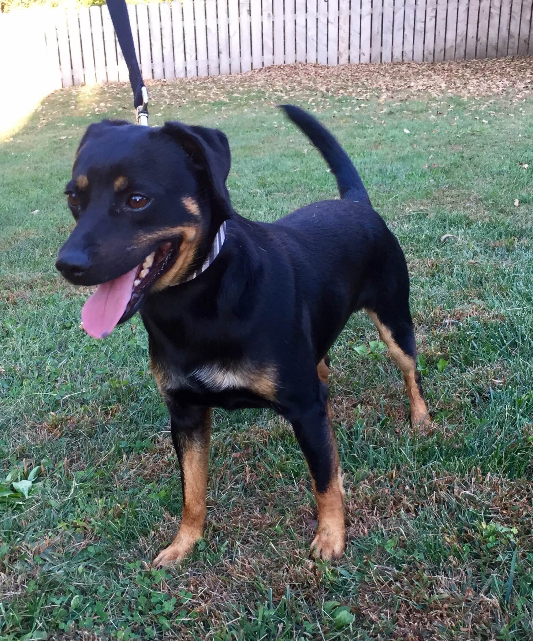 black and tan patterdale terrier