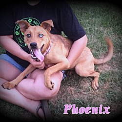 Thumbnail photo of Phoenix #2