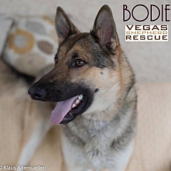 Photo of Bodie