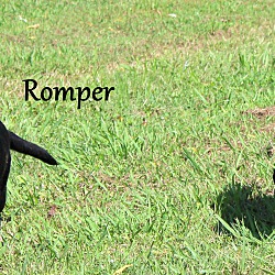 Thumbnail photo of Romper ~ meet me! #2