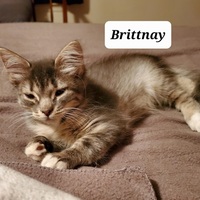 Photo of 55636A Brittney