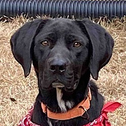 Photo of Raven