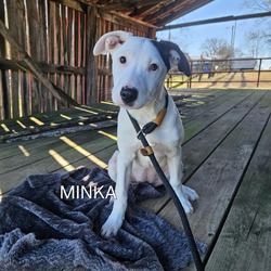 Thumbnail photo of Minka - $50 Bissell Sponsored Adoption Fee! #2