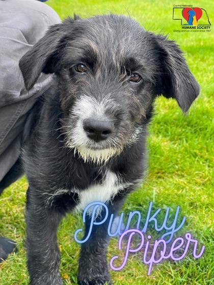 Photo of Punky Piper