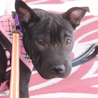 adopt-pet