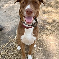 adopt a pet