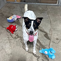 adopt a pet