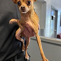 adopt a pet