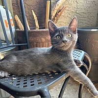 adopt-pet