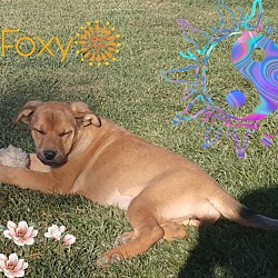 Thumbnail photo of Foxy #3