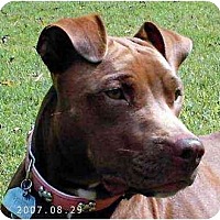 Cane Corso Puppies For Sale In Tyler Texas Adoptapetcom